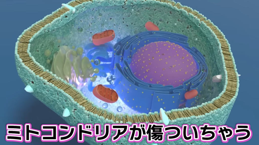 酸化しにくい「良質な脂質」を選ぶ